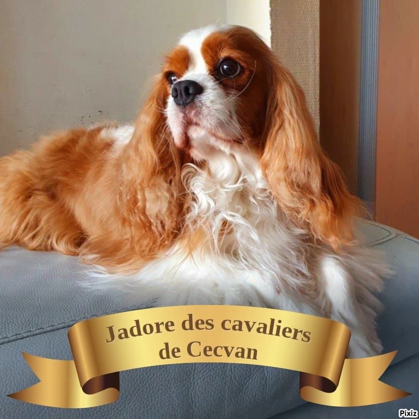 des cavaliers de cecvan - Jadore
