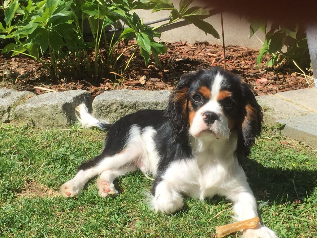 des cavaliers de cecvan - Lewi's