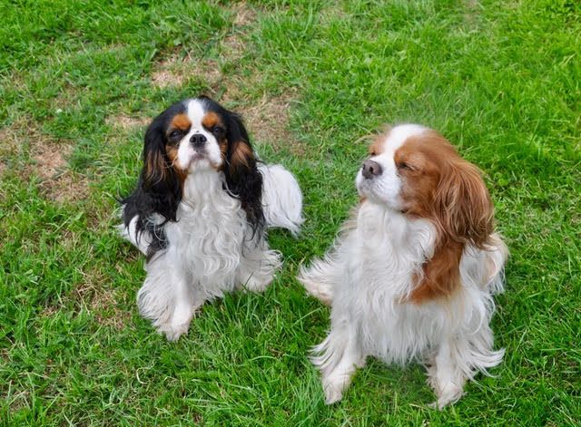des cavaliers de cecvan - June et Saly
