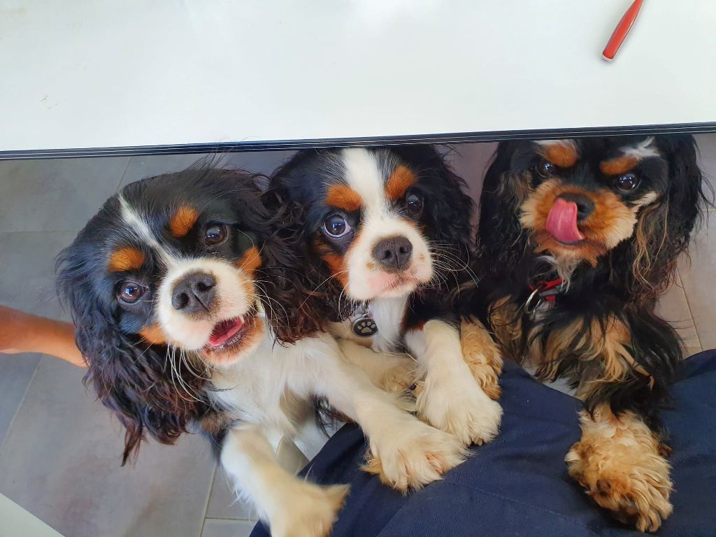 des cavaliers de cecvan - Mes 3 loustics