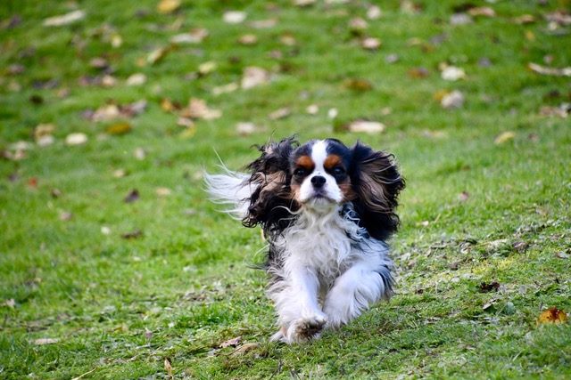 des cavaliers de cecvan - June