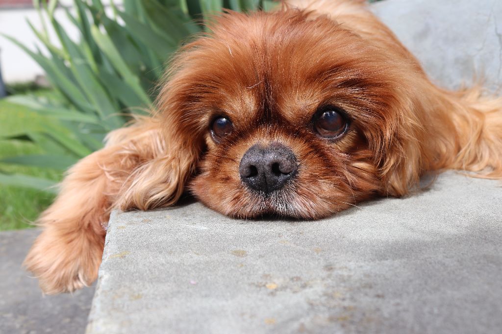 des cavaliers de cecvan - Biscuit