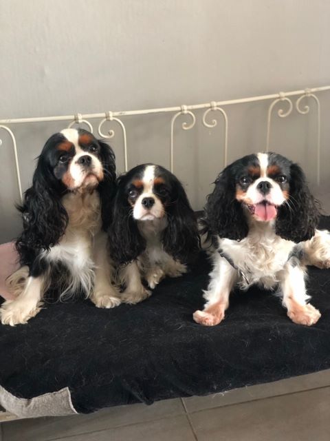 des cavaliers de cecvan - Photo de famille