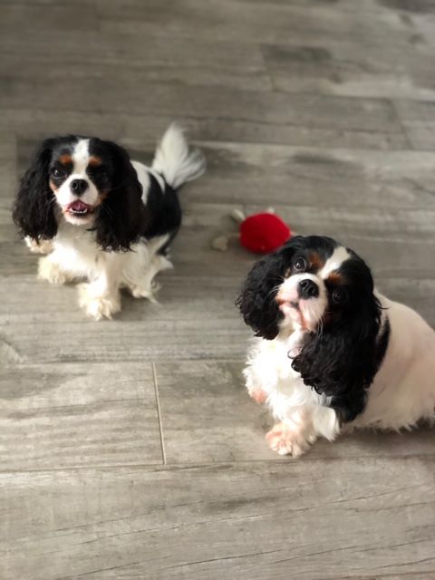 des cavaliers de cecvan - Dior et Isatys