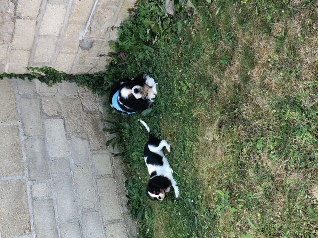 des cavaliers de cecvan - Dior et son copain Bull