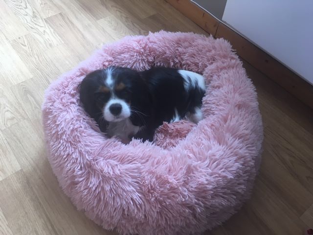 des cavaliers de cecvan - Oddie