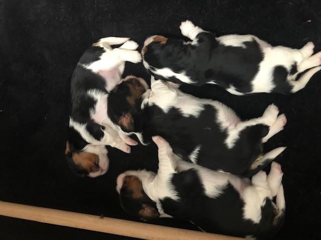 des cavaliers de cecvan - Les bébés
