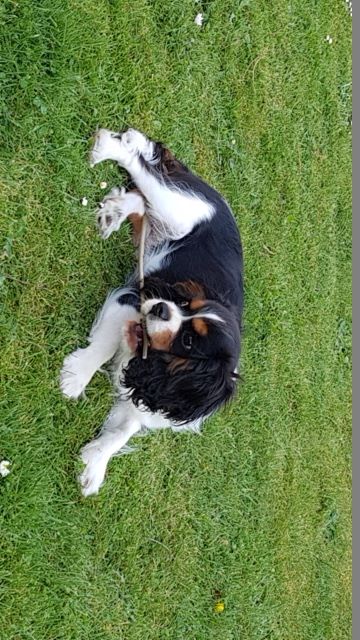 des cavaliers de cecvan - Owen