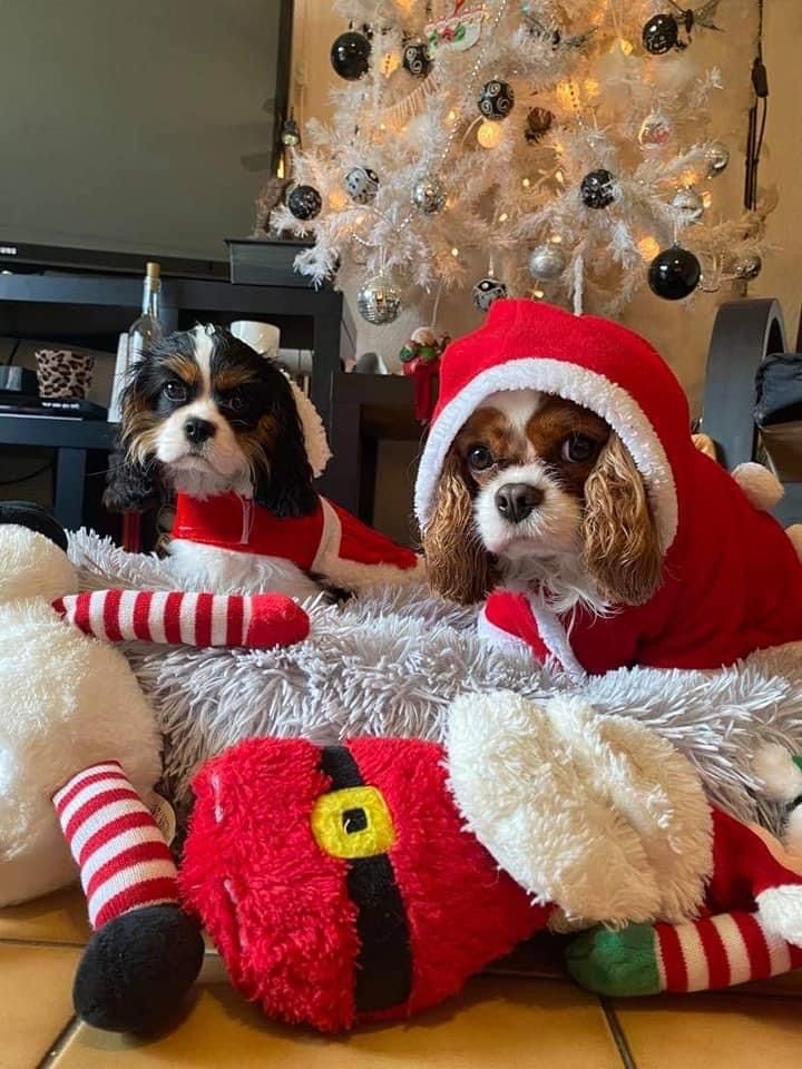 des cavaliers de cecvan - Ruby