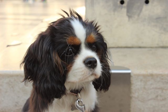 des cavaliers de cecvan - Oddie