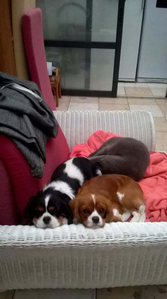 des cavaliers de cecvan - Jasmine et Joséphine