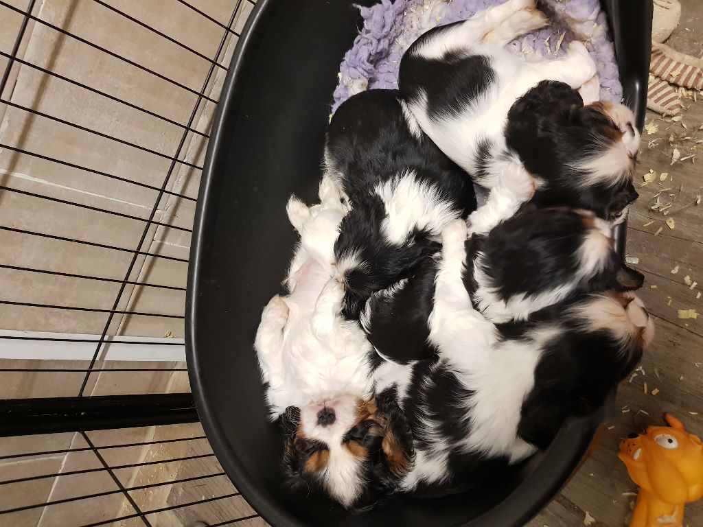 des cavaliers de cecvan - Mes bb