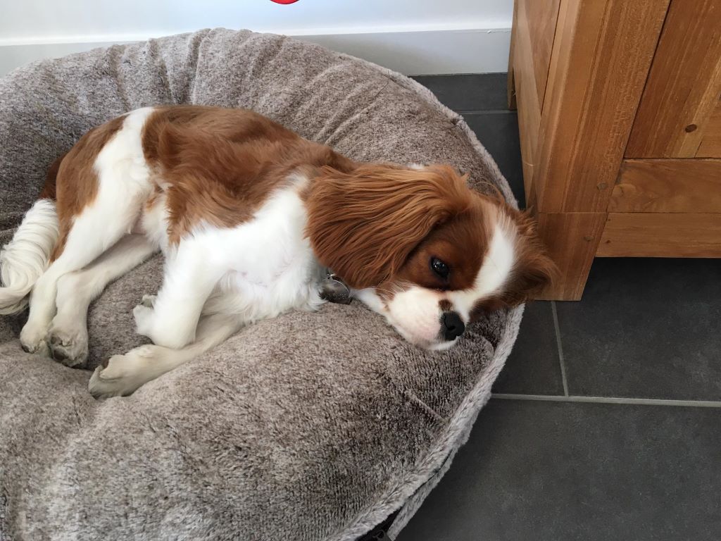 des cavaliers de cecvan - Lily