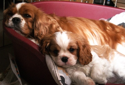 des cavaliers de cecvan - Ivy