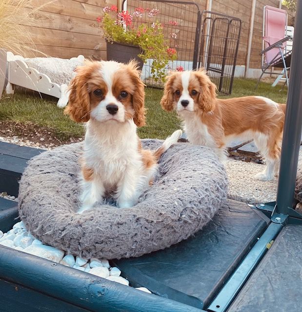 des cavaliers de cecvan - Les 2 soeurs