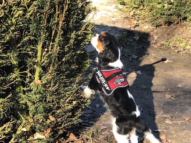 des cavaliers de cecvan - Oscar