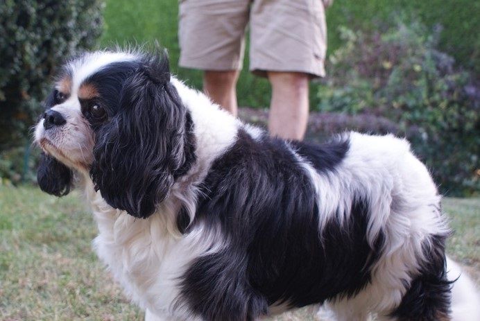 des cavaliers de cecvan - Buddy
