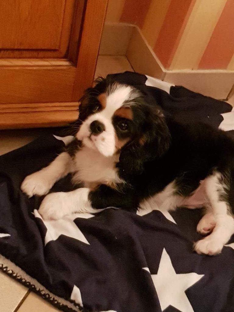 des cavaliers de cecvan - Obiwan