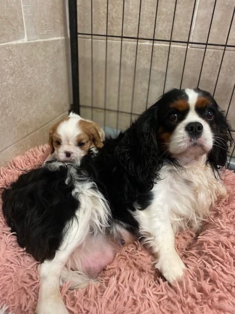 des cavaliers de cecvan - Lady et sa petite puce Charlie