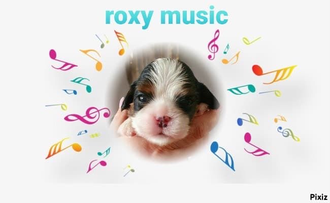 des cavaliers de cecvan - Roxy Music