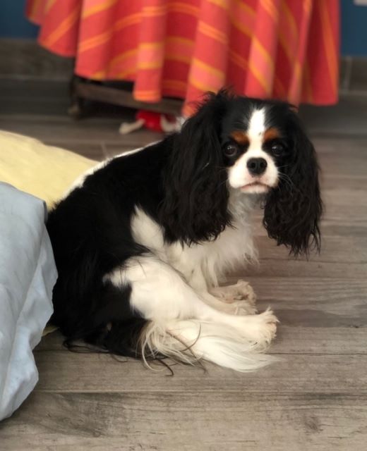 des cavaliers de cecvan - Dior