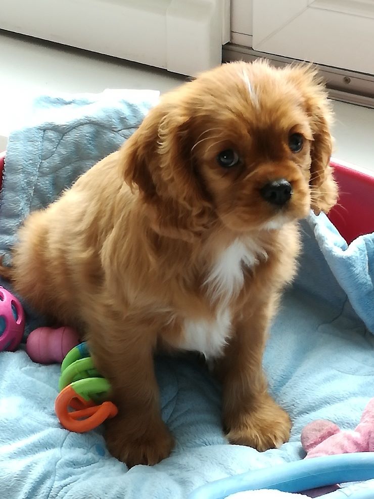 des cavaliers de cecvan - Pouppy Praline