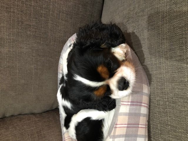 des cavaliers de cecvan - Naya