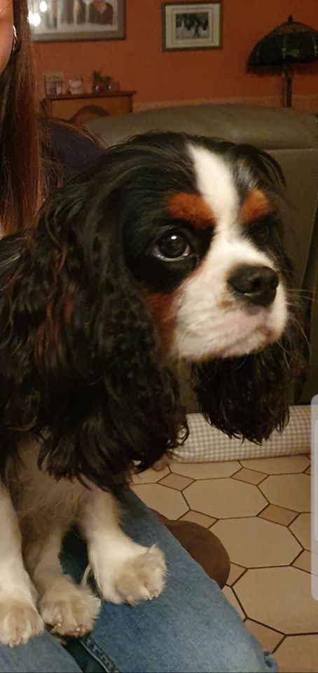 des cavaliers de cecvan - Obiwan