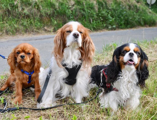 des cavaliers de cecvan - Némésis, Saly et June