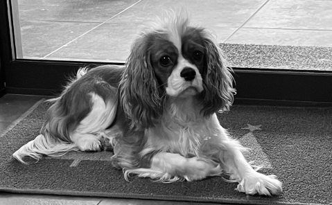des cavaliers de cecvan - Tess