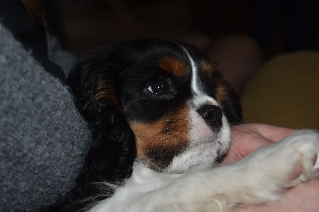 des cavaliers de cecvan - Pongo