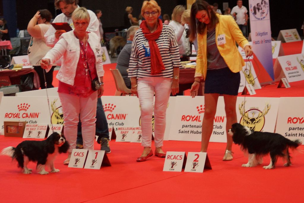 des cavaliers de cecvan - Exposition de Dunkerque 14/07/18