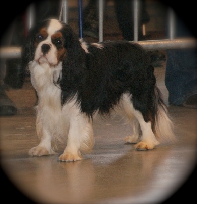 des cavaliers de cecvan - Expo de Flixecourt