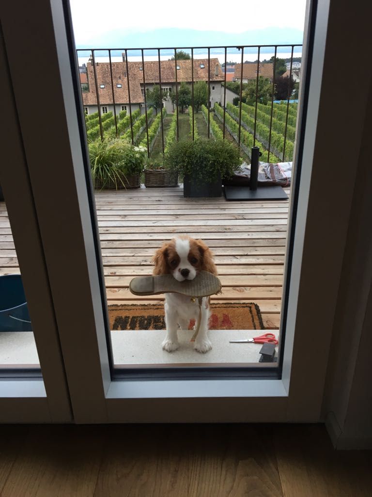 des cavaliers de cecvan - Lily