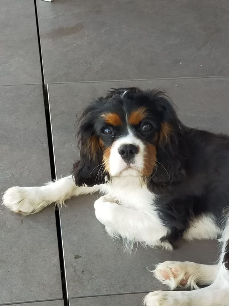 des cavaliers de cecvan - Tango