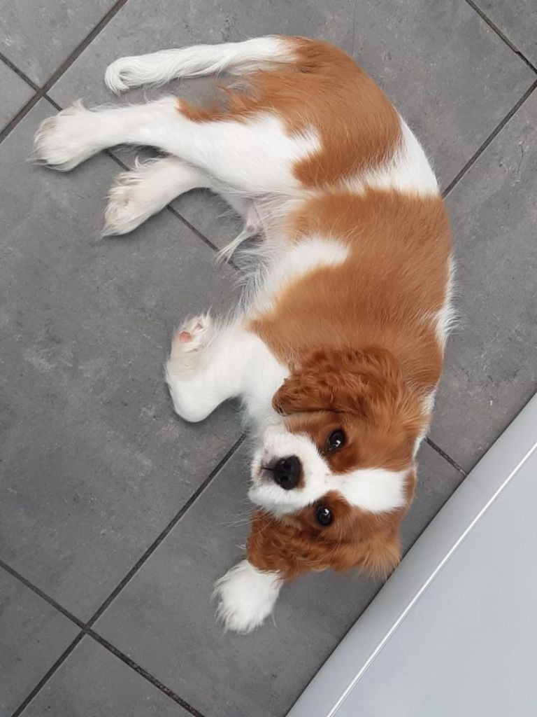 des cavaliers de cecvan - Simba