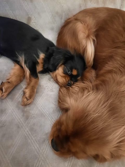 des cavaliers de cecvan - Pouppy