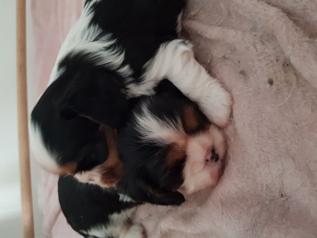 des cavaliers de cecvan - Mes bb