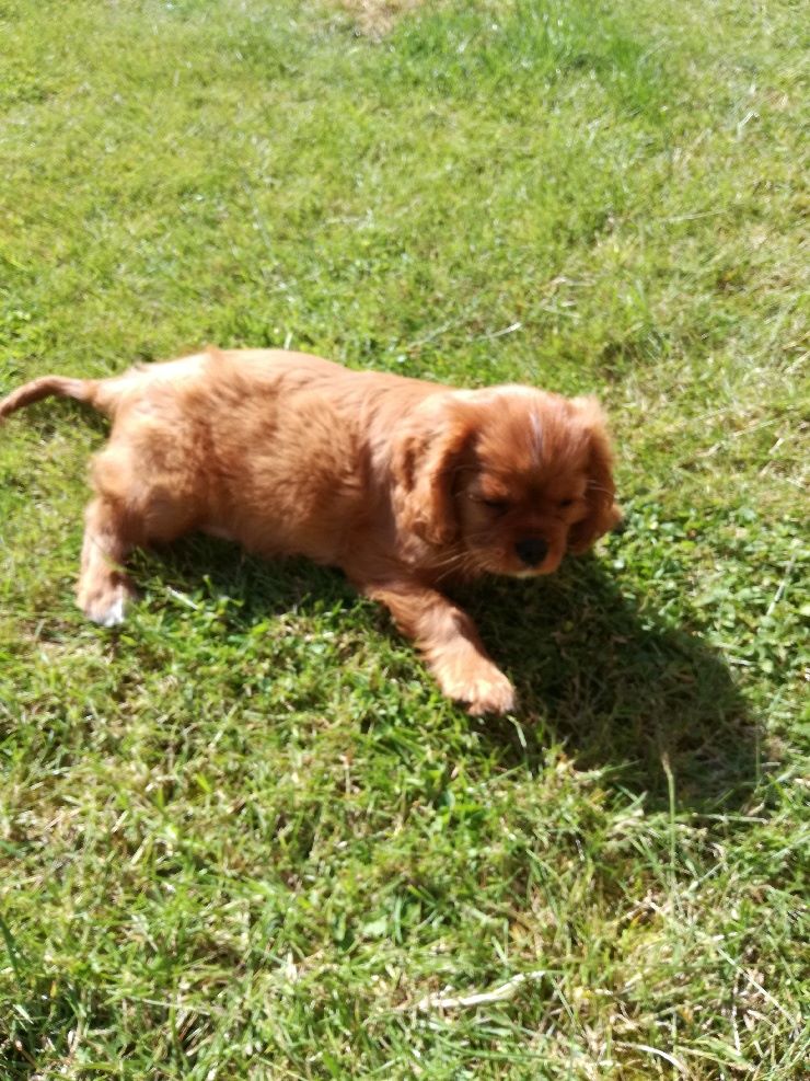 des cavaliers de cecvan - Pouppy Praline