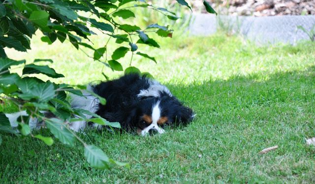 des cavaliers de cecvan - June