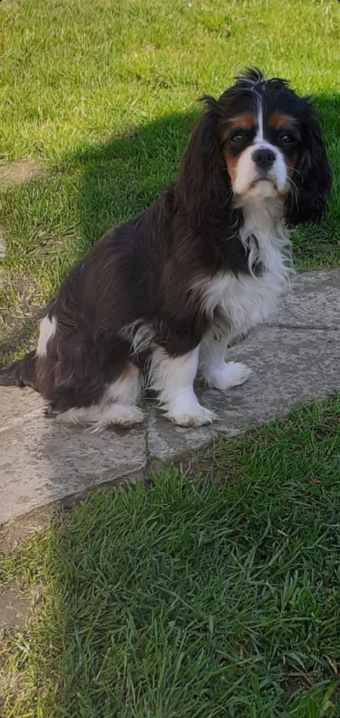 des cavaliers de cecvan - Sylia