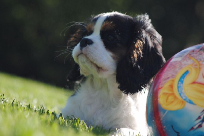 des cavaliers de cecvan - Maya