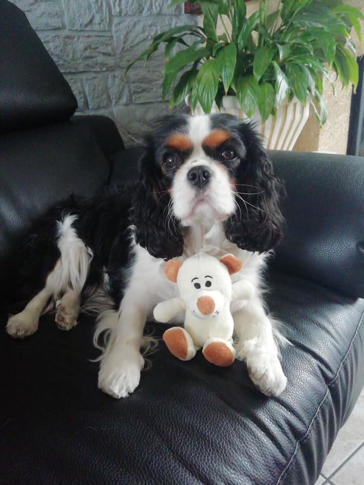 des cavaliers de cecvan - Nina
