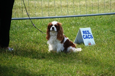 des cavaliers de cecvan - Dieppe