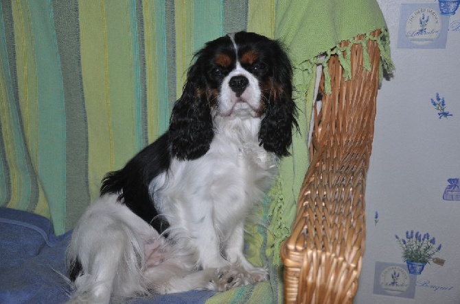 des cavaliers de cecvan - Isis