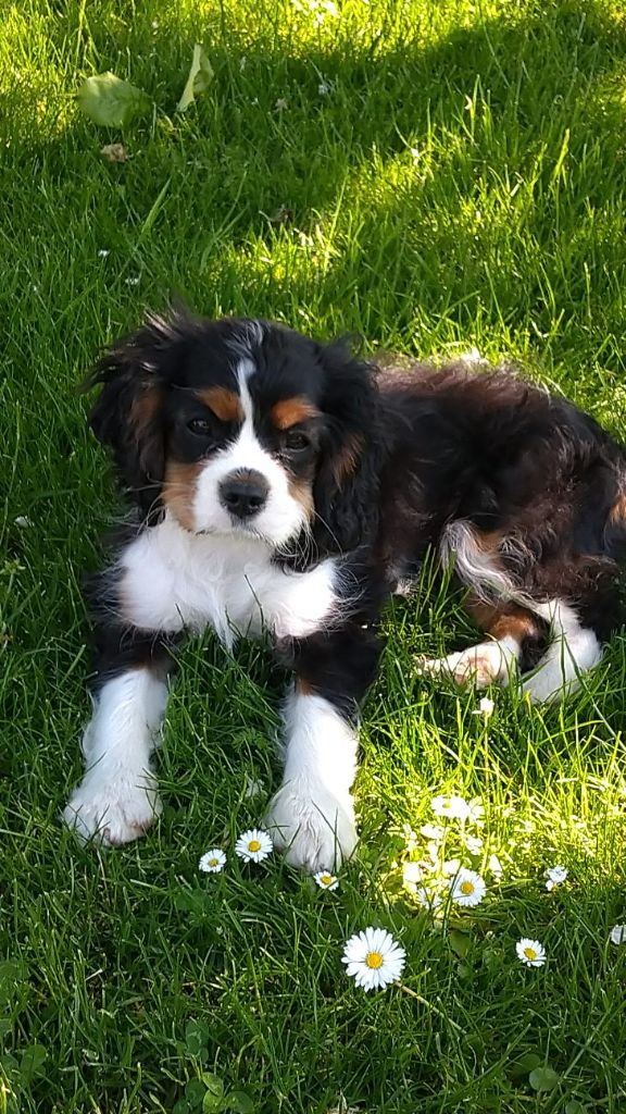 des cavaliers de cecvan - Sybelle