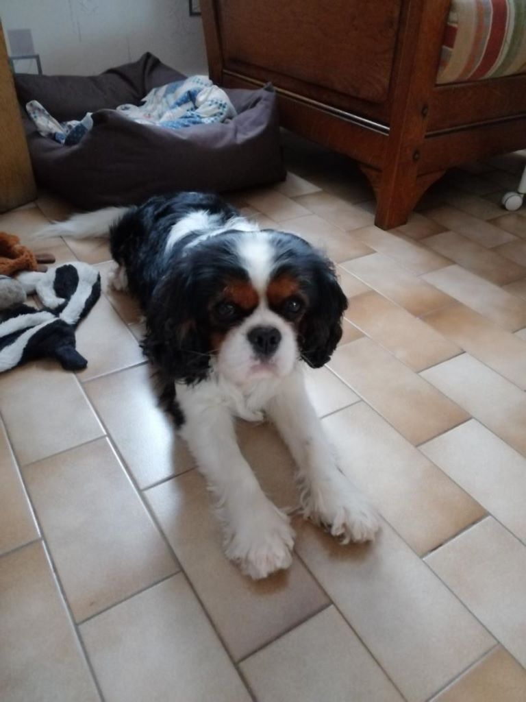 des cavaliers de cecvan - Nino