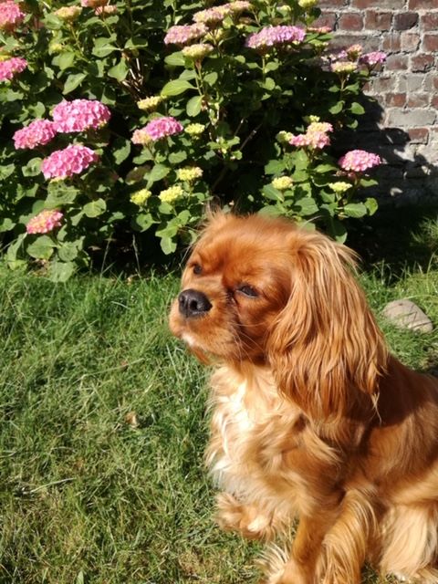 des cavaliers de cecvan - Pouppy