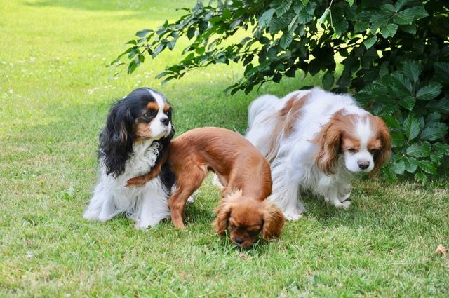des cavaliers de cecvan - June, Némésis et Saly