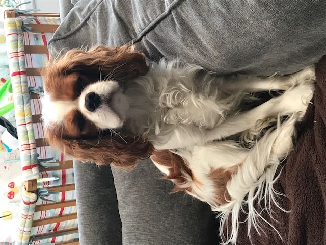 des cavaliers de cecvan - Mowgli